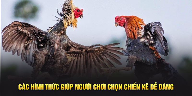 Các hình thức giúp người chơi chọn chiến kê dễ dàng