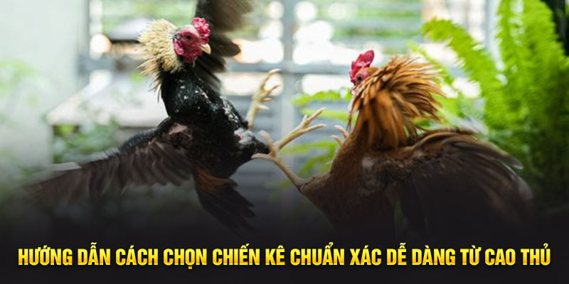 Huong Dan Cach Chon Chien Ke Chuan Xac De Dang Tu Cao Thu