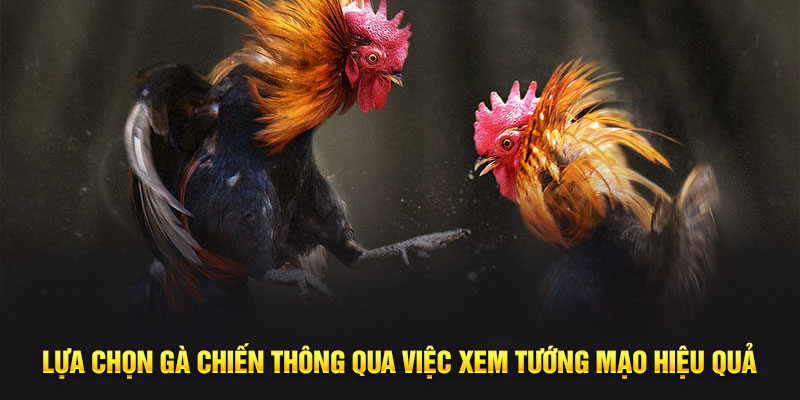 Lựa chọn gà chiến thông qua việc xem tướng mạo hiệu quả