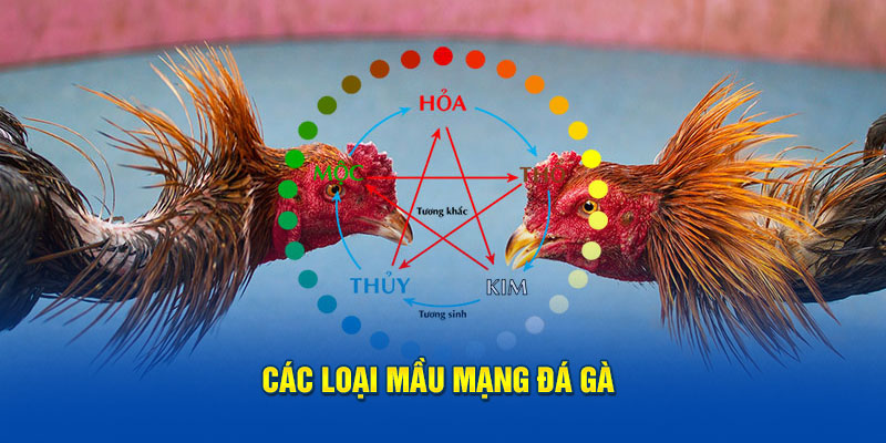 Các loại mầu mạng đá gà